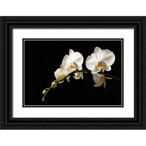 Orchid on Black Black Ornate Wood Framed Art Print with Double Matting by Millet, Karyn