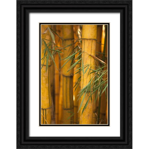 Bamboo II Black Ornate Wood Framed Art Print with Double Matting by Millet, Karyn