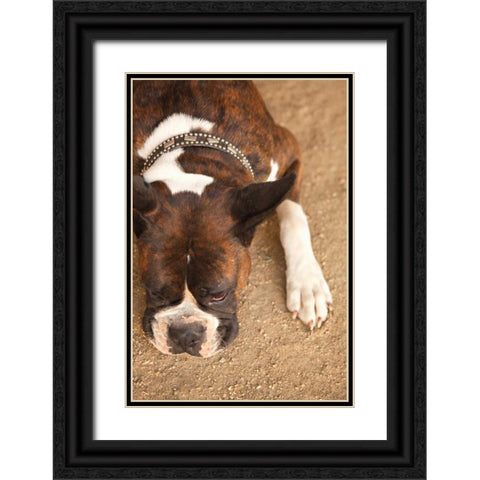 Boxer Black Ornate Wood Framed Art Print with Double Matting by Millet, Karyn