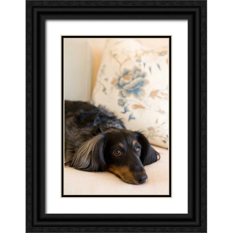 Dachshund Black Ornate Wood Framed Art Print with Double Matting by Millet, Karyn