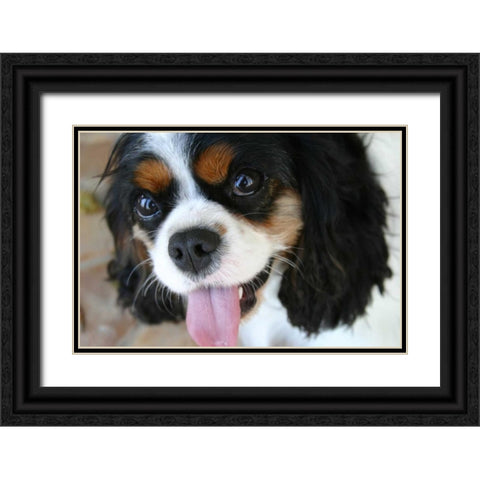 King Charles Spaniel Black Ornate Wood Framed Art Print with Double Matting by Millet, Karyn