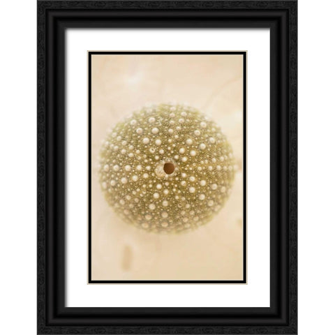 Ocean Treasures IV Black Ornate Wood Framed Art Print with Double Matting by Millet, Karyn