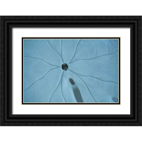 Sand Dollar II Black Ornate Wood Framed Art Print with Double Matting by Millet, Karyn