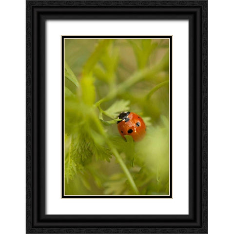 Lady Bug I Black Ornate Wood Framed Art Print with Double Matting by Millet, Karyn