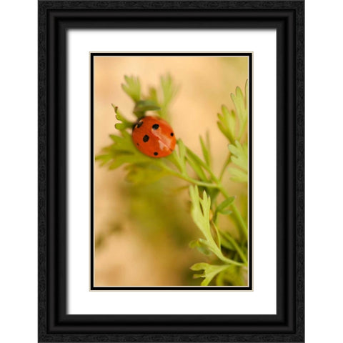 Lady Bug II Black Ornate Wood Framed Art Print with Double Matting by Millet, Karyn