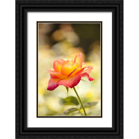 Serene Rose I Black Ornate Wood Framed Art Print with Double Matting by Millet, Karyn