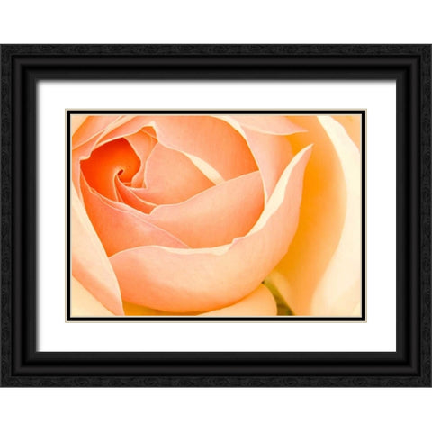 In Full Bloom I Black Ornate Wood Framed Art Print with Double Matting by Millet, Karyn