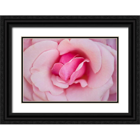 In Full Bloom II Black Ornate Wood Framed Art Print with Double Matting by Millet, Karyn