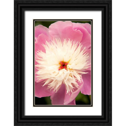 Pink and White Peony I Black Ornate Wood Framed Art Print with Double Matting by Millet, Karyn