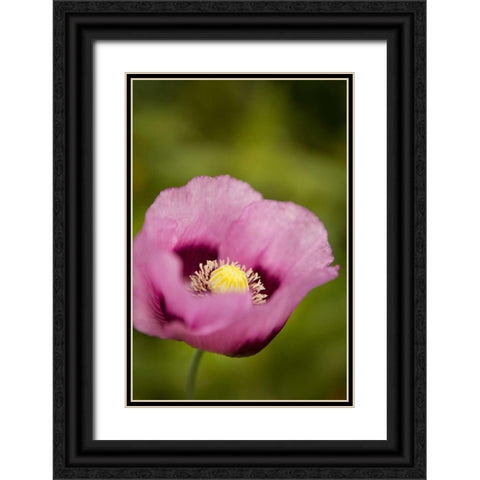 Purple Poppy I Black Ornate Wood Framed Art Print with Double Matting by Millet, Karyn