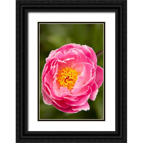 Pink Peony II Black Ornate Wood Framed Art Print with Double Matting by Millet, Karyn