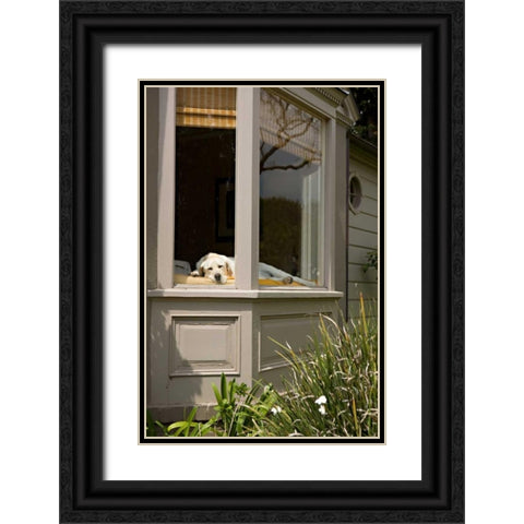 A Dogs Life III Black Ornate Wood Framed Art Print with Double Matting by Millet, Karyn