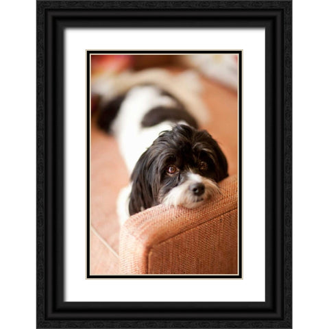 A Dogs Life V Black Ornate Wood Framed Art Print with Double Matting by Millet, Karyn