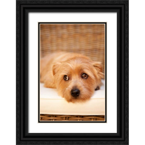 A Dogs Life VI Black Ornate Wood Framed Art Print with Double Matting by Millet, Karyn