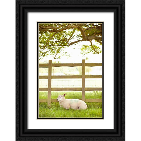 Pasture Sheep II Black Ornate Wood Framed Art Print with Double Matting by Millet, Karyn
