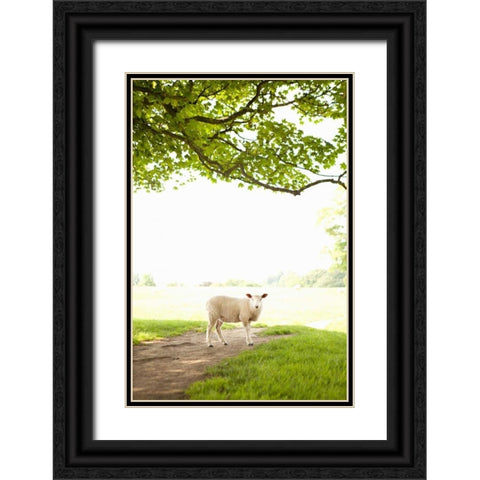 Pasture Sheep III Black Ornate Wood Framed Art Print with Double Matting by Millet, Karyn