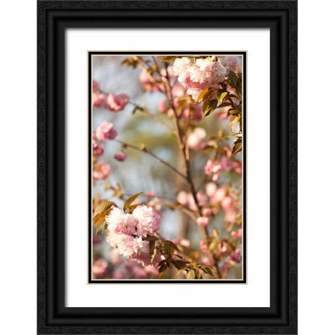 Spring Blossoms V Black Ornate Wood Framed Art Print with Double Matting by Millet, Karyn