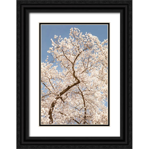 In Bloom II Black Ornate Wood Framed Art Print with Double Matting by Millet, Karyn