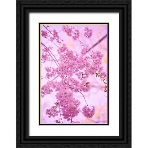 Bright Blooms IV Black Ornate Wood Framed Art Print with Double Matting by Millet, Karyn