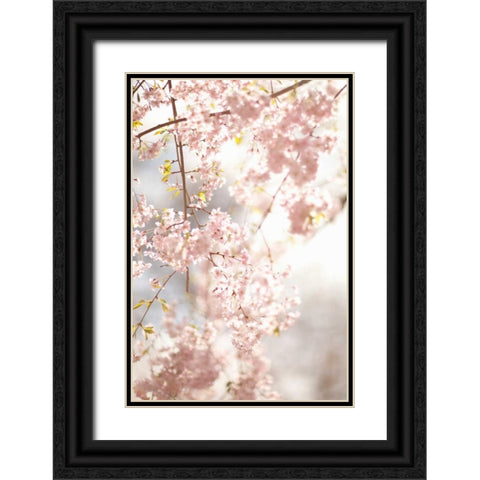 Soft Blooms V Black Ornate Wood Framed Art Print with Double Matting by Millet, Karyn