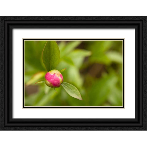 Macro Bloom IV Black Ornate Wood Framed Art Print with Double Matting by Millet, Karyn