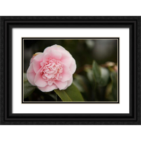 Macro Bloom V Black Ornate Wood Framed Art Print with Double Matting by Millet, Karyn