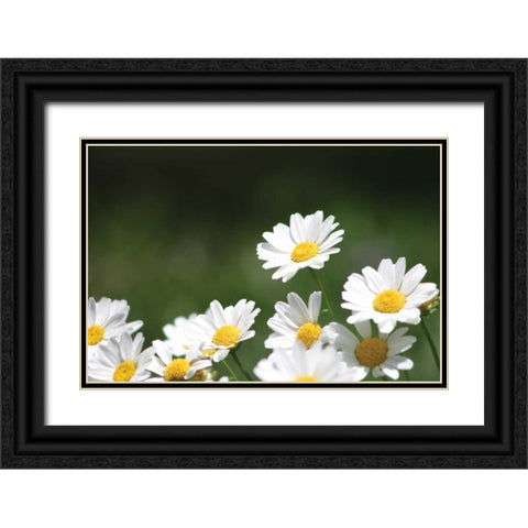 Field of Daisies II Black Ornate Wood Framed Art Print with Double Matting by Millet, Karyn