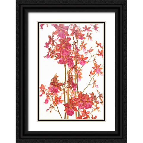 Pink Orchid II Black Ornate Wood Framed Art Print with Double Matting by Millet, Karyn