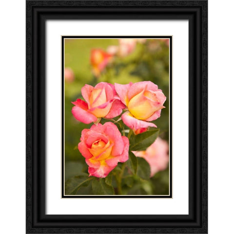 Rose Garden II Black Ornate Wood Framed Art Print with Double Matting by Millet, Karyn
