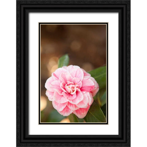 Bokeh Rose I Black Ornate Wood Framed Art Print with Double Matting by Millet, Karyn