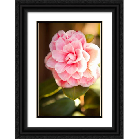 Bokeh Rose II Black Ornate Wood Framed Art Print with Double Matting by Millet, Karyn