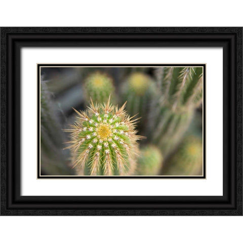 Cactus I Black Ornate Wood Framed Art Print with Double Matting by Millet, Karyn