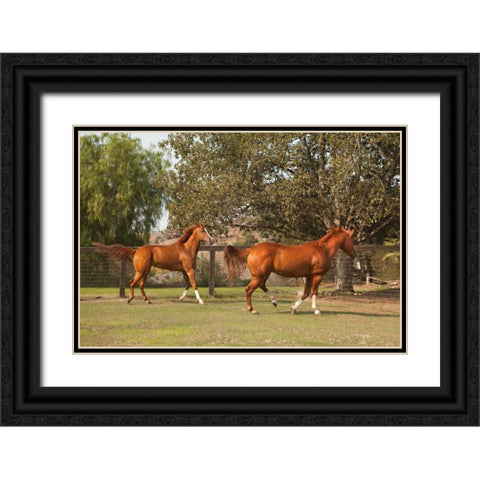 Horse Play I Black Ornate Wood Framed Art Print with Double Matting by Millet, Karyn