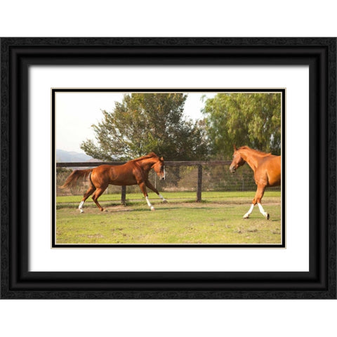 Horse Play II Black Ornate Wood Framed Art Print with Double Matting by Millet, Karyn