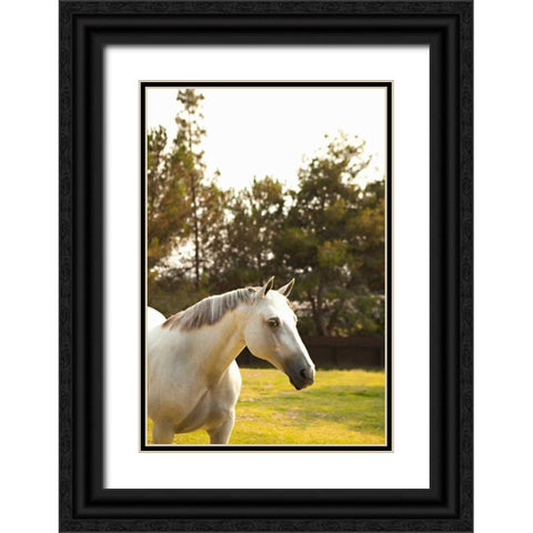 White Horse Black Ornate Wood Framed Art Print with Double Matting by Millet, Karyn