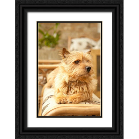 Sunny Spot Black Ornate Wood Framed Art Print with Double Matting by Millet, Karyn