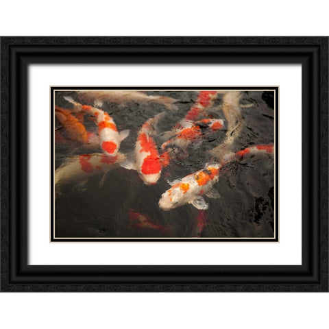Koi I Black Ornate Wood Framed Art Print with Double Matting by Millet, Karyn
