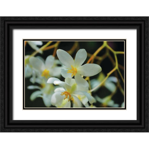 White Orchids I Black Ornate Wood Framed Art Print with Double Matting by Moore, Brian