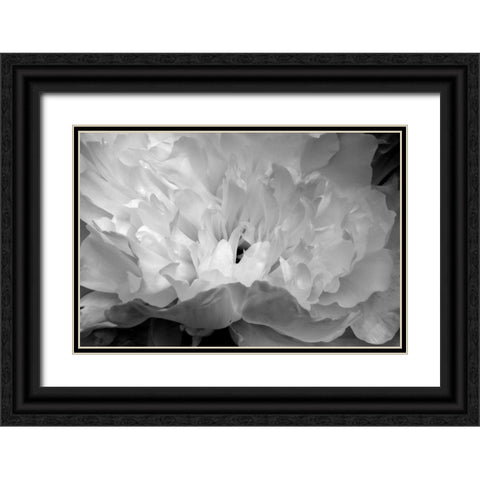 Macro Flower II Black Ornate Wood Framed Art Print with Double Matting by Moore, Brian