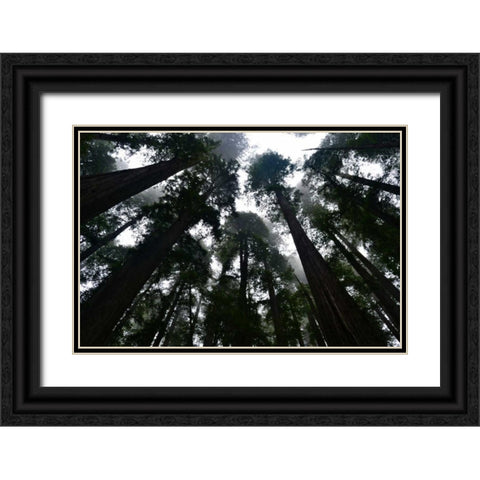 Redwoods I Black Ornate Wood Framed Art Print with Double Matting by Moore, Brian