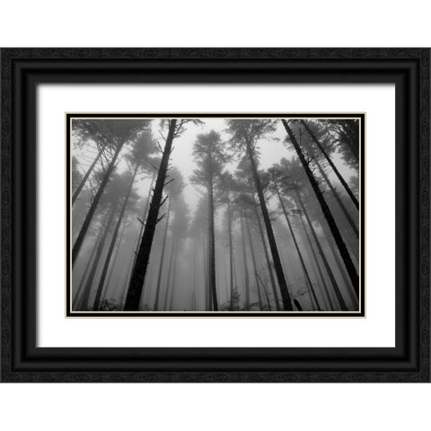 Redwoods II Black Ornate Wood Framed Art Print with Double Matting by Moore, Brian