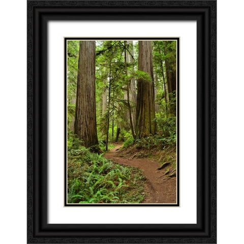 Hiking Trail I Black Ornate Wood Framed Art Print with Double Matting by Moore, Brian