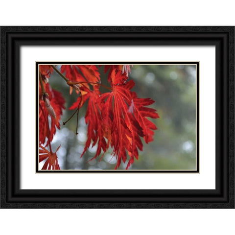 Red Leaves Black Ornate Wood Framed Art Print with Double Matting by Moore, Brian