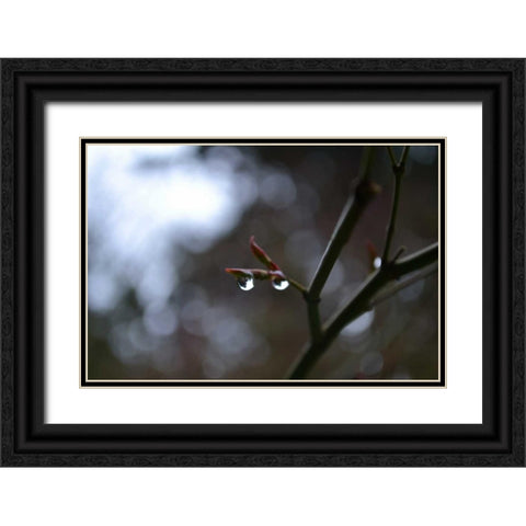 Dew Drops Black Ornate Wood Framed Art Print with Double Matting by Moore, Brian