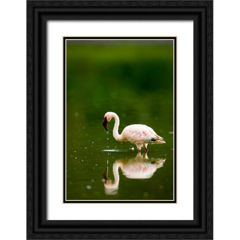 Pink Reflection Black Ornate Wood Framed Art Print with Double Matting by Parker, Susann
