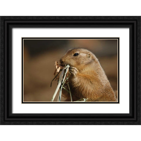 Soft Touch Black Ornate Wood Framed Art Print with Double Matting by Parker, Susann