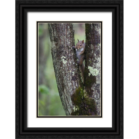 Squirreling Around Black Ornate Wood Framed Art Print with Double Matting by Parker, Susann