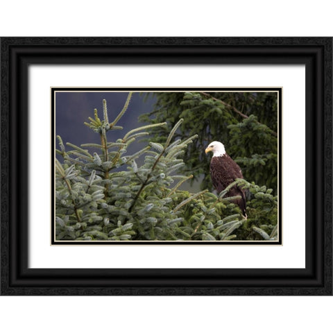 Americas Bird Black Ornate Wood Framed Art Print with Double Matting by Parker, Susann
