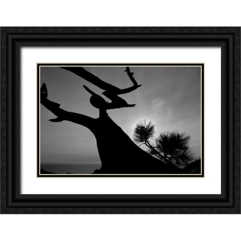 Tree I Black Ornate Wood Framed Art Print with Double Matting by Peterson, Lee