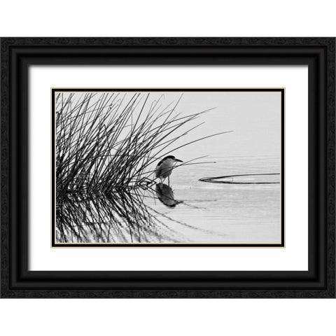 Bird I Black Ornate Wood Framed Art Print with Double Matting by Peterson, Lee